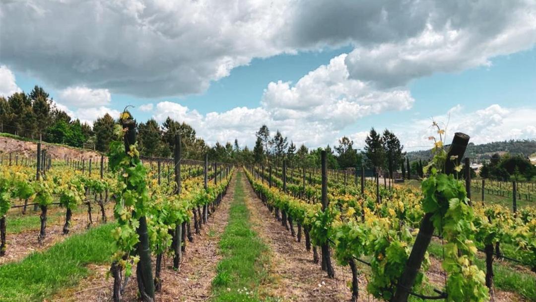 Quinta Do Medronheiro Hotel Rural Viseu Ngoại thất bức ảnh